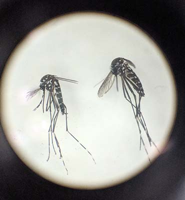 Male and Female Mosquito